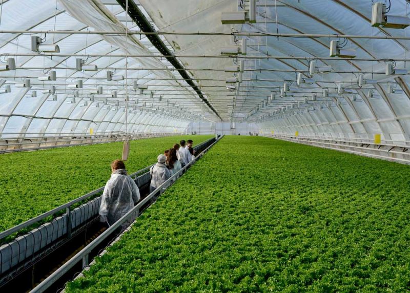 Как заняться производством теплиц