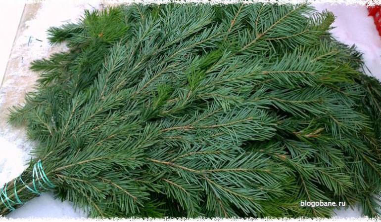 Как запарить пихтовый веник для бани правильно, польза пихты, как запаривать, когда заготавливают, фото и видео – всё о банях