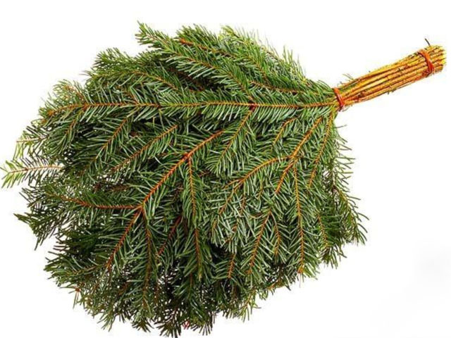 Как запарить пихтовый веник для бани правильно, польза пихты, как запаривать, когда заготавливают, фото и видео – всё о банях