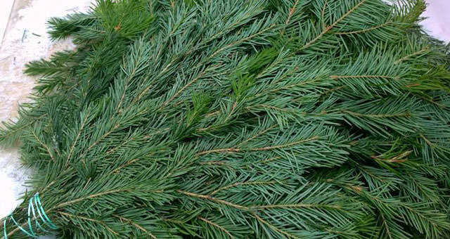 Как запарить пихтовый веник для бани правильно, польза пихты, как запаривать, когда заготавливают, фото и видео – всё о банях