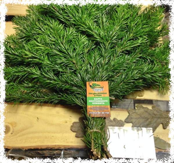 Как запарить пихтовый веник для бани правильно, польза пихты, как запаривать, когда заготавливают, фото и видео – всё о банях