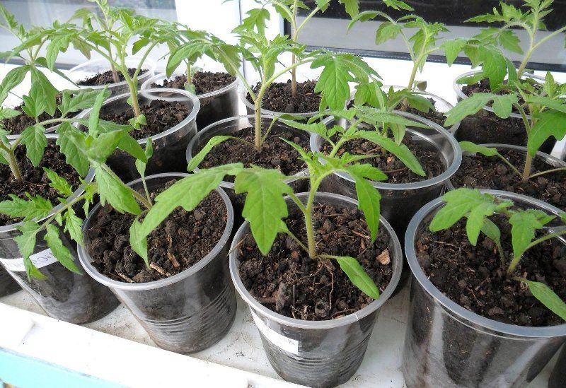 Какая минимальная температура для рассады помидор