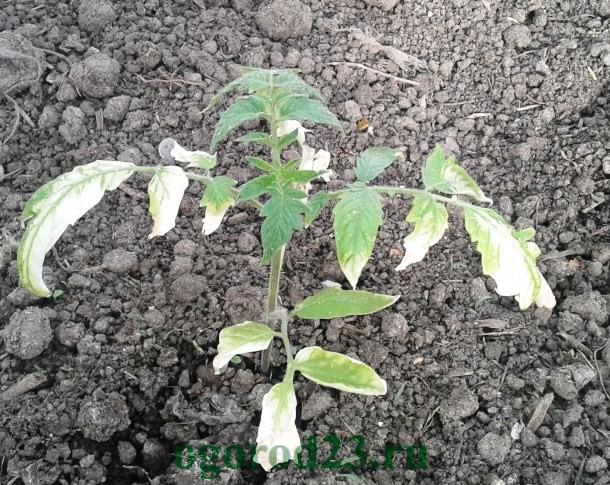 Какая минимальная температура для рассады помидор