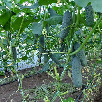 Какая температура считается оптимальной для выращивания огурцов в теплице?