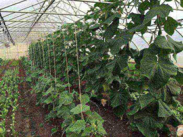 Какая температура считается оптимальной для выращивания огурцов в теплице?