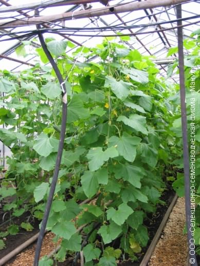 Какая температура считается оптимальной для выращивания огурцов в теплице?