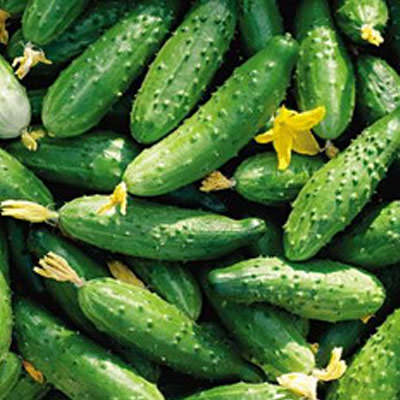 Какие поздние сорта огурцов считаются лучшими для выращивания в теплице?