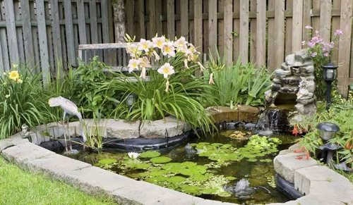Какие растения для пруда на даче наиболее подходят