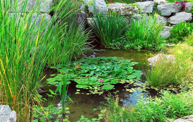 Какие растения для пруда на даче наиболее подходят