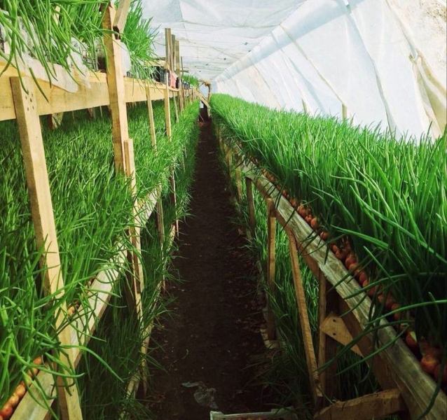 Какие сидераты можно посадить в теплице осенью?