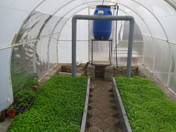 Какие сидераты можно посадить в теплице осенью?