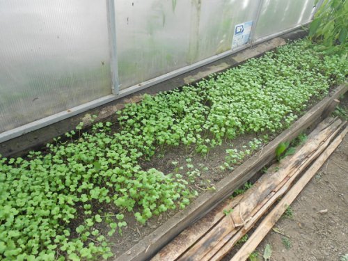 Какие сидераты можно посадить в теплице осенью?