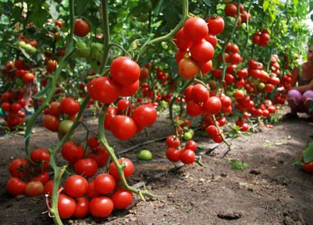 Какие сорта являются лучшими для выращивания в подмосковье в теплице?