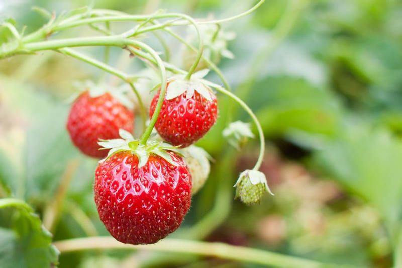 Какие существуют отличия между клубникой и земляникой?