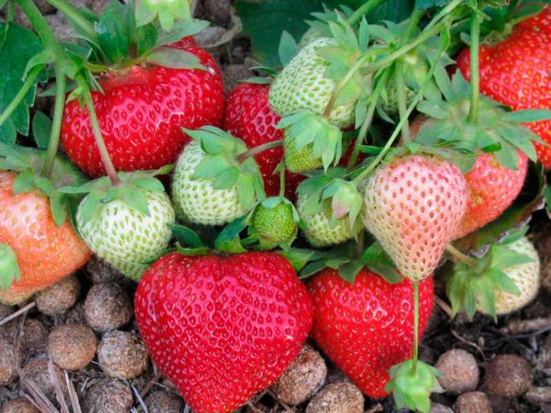 Какие существуют отличия между клубникой и земляникой?