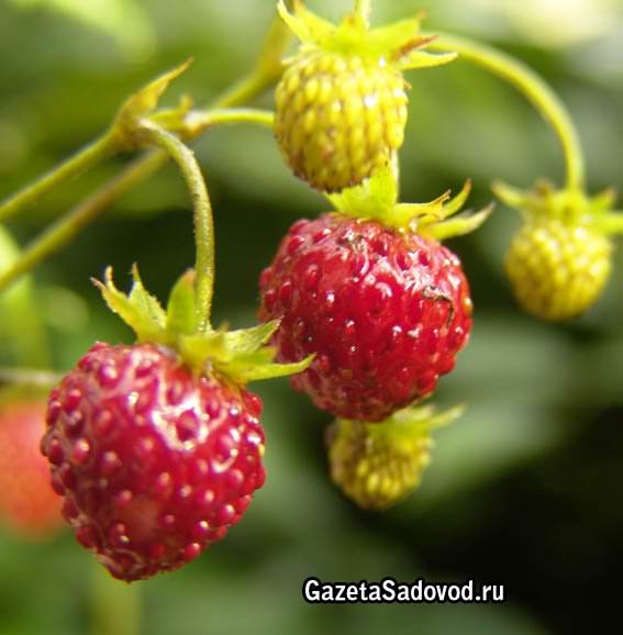 Какие существуют отличия между клубникой и земляникой?