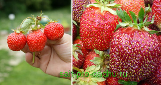 Какие существуют отличия между клубникой и земляникой?