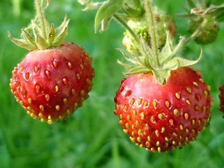 Какие существуют отличия между клубникой и земляникой?