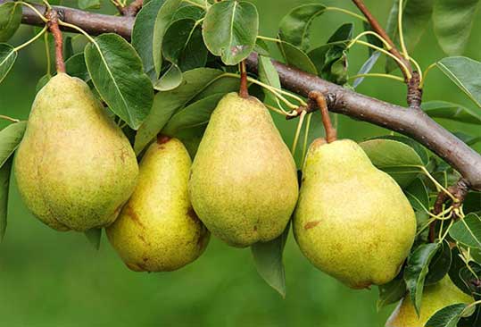 Какие витамины есть в груше