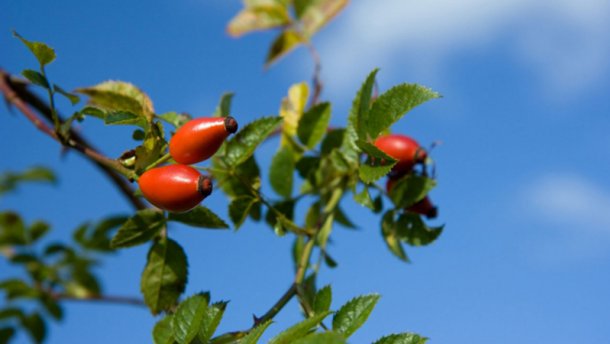 Какие витамины содержатся в шиповнике