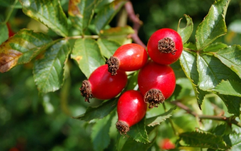 Какие витамины содержатся в шиповнике