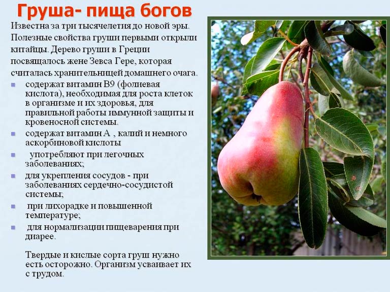 Какие витамины содержит груша