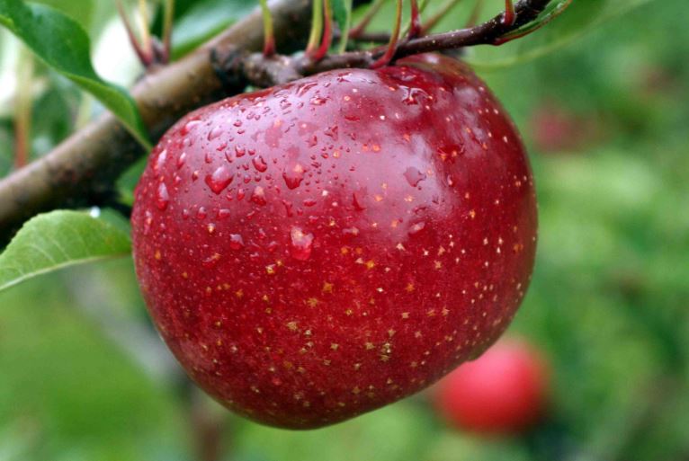 Какие витамины содержит яблоко