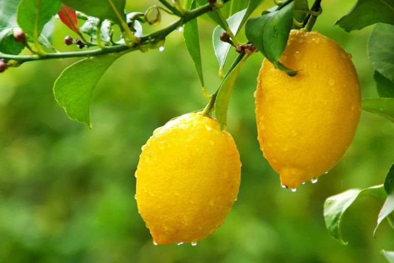 Какие витамины содержит лимон