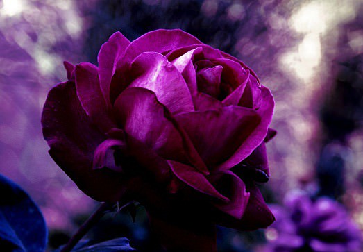 Каким значением обладает фиолетовый цвет — как влияет на человека, кто выбирает его, психология