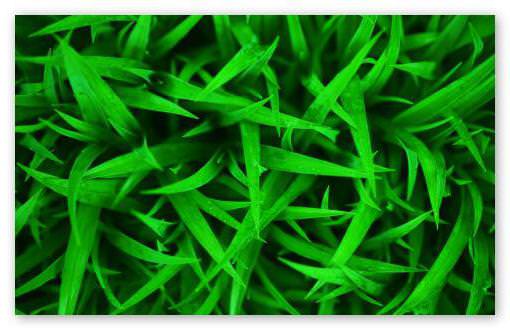 Каким значением обладает зеленый цвет — как влияет на человека, кто выбирает его, психология