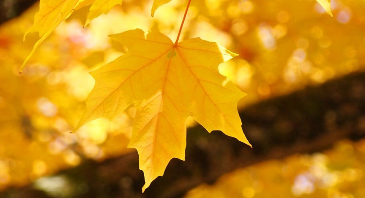 Каким значением обладает жёлтый цвет — как влияет на человека, кто выбирает его, психология