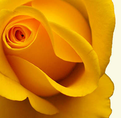 Каким значением обладает жёлтый цвет — как влияет на человека, кто выбирает его, психология