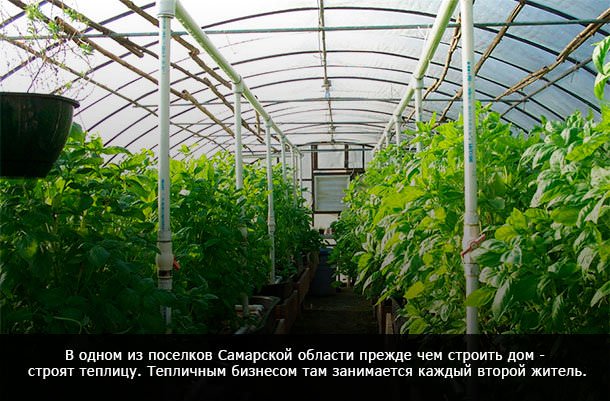 Какими должны быть теплицы для выращивания зелени круглый год