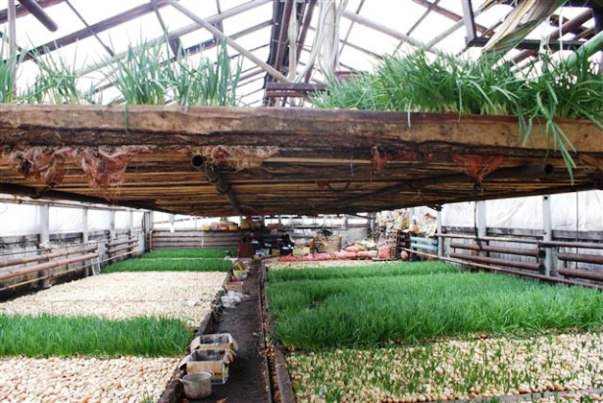 Какими должны быть теплицы для выращивания зелени круглый год