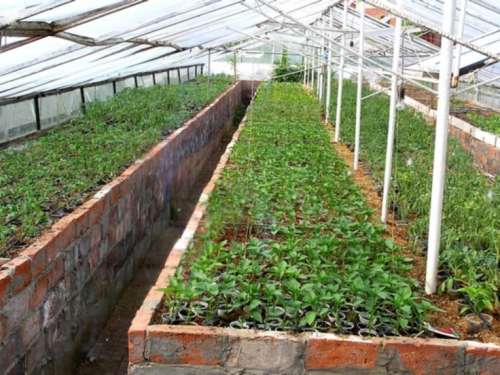 Какими должны быть теплицы для выращивания зелени круглый год