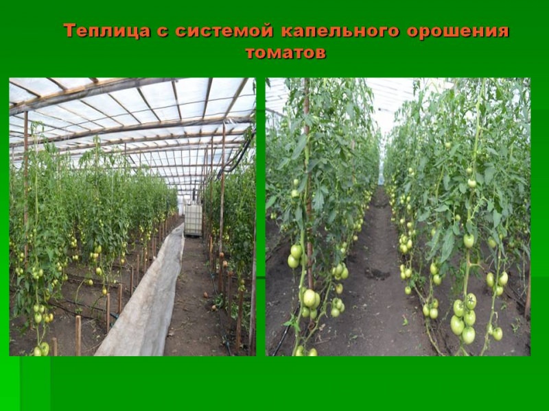 Какими достоинствами характеризуется теплица зил?