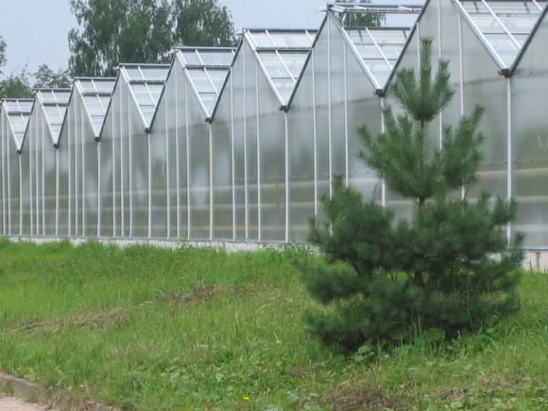 Какими качествами обладают теплицы фермерские из поликарбоната