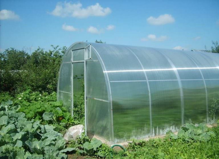 Какими плюсами и минусами характеризуются теплицы из поликарбоната «уралочка»?