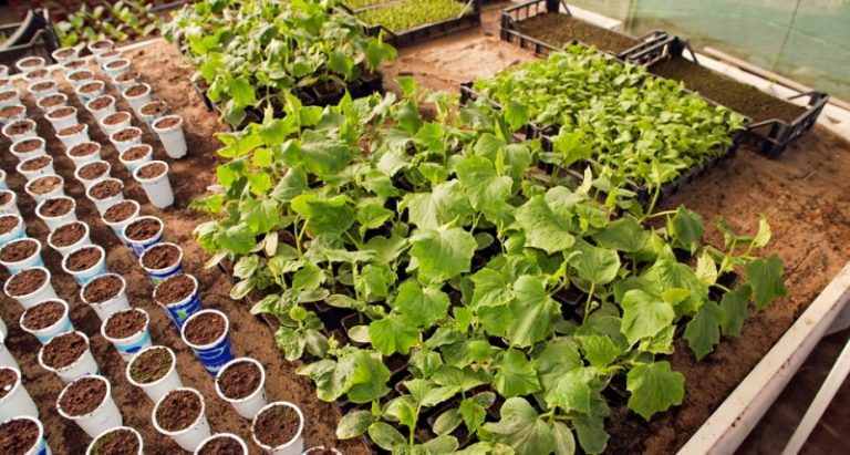 Какими способами регулируется температура в теплице?