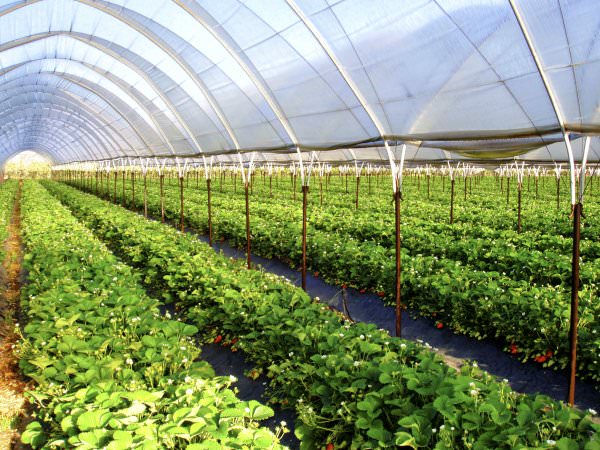 Какими способами регулируется температура в теплице?