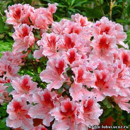 Какое смысловое значение георгинов?