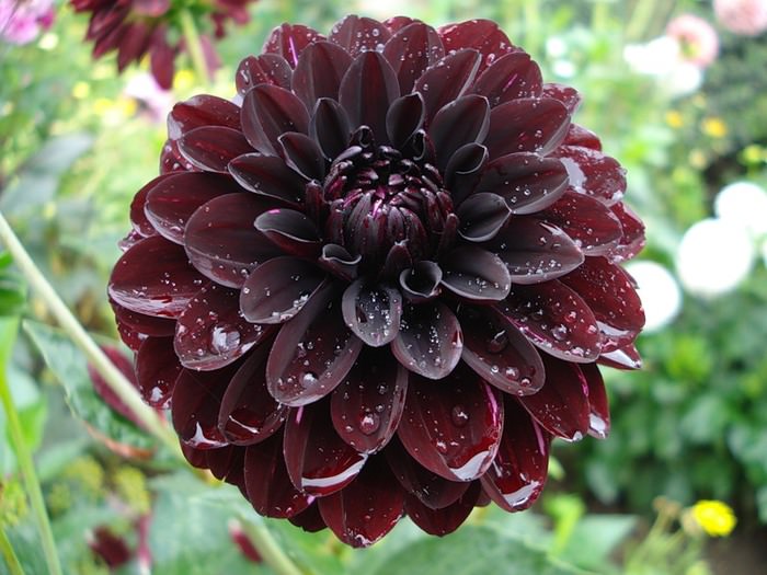 Какое смысловое значение георгинов?