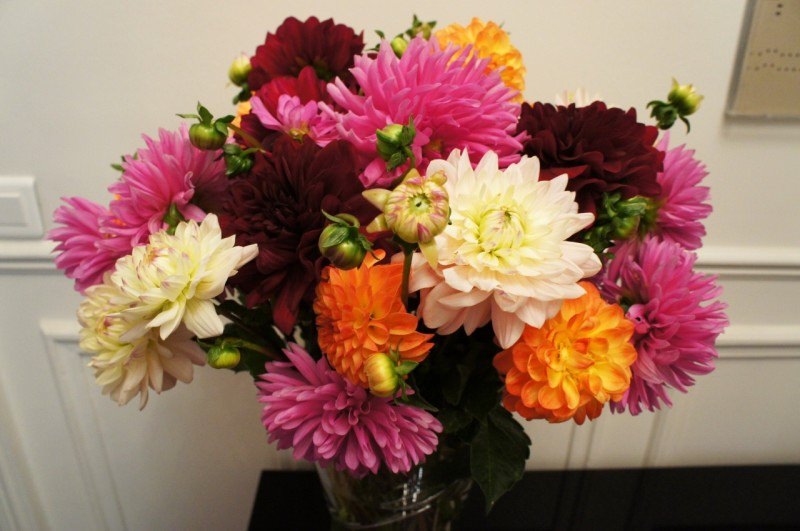 Какое смысловое значение георгинов?