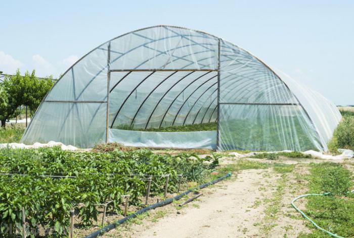 Какой должна быть большая теплица