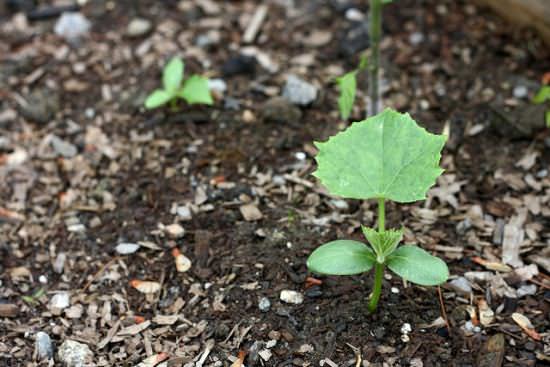 Какой должна быть почва для огурцов
