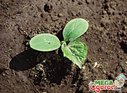 Какой должна быть почва для огурцов