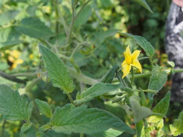 Какой должна быть подкормка томатов при цветении