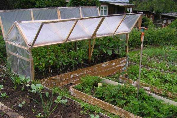 Какой должна быть теплица для перца?
