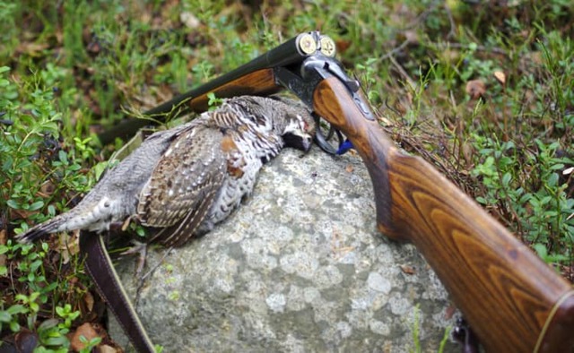 Какой дробью стрелять: зайца, утку, рябчика, дичь, осенью, зимой, весной, таблицы размеров в мм по номерам