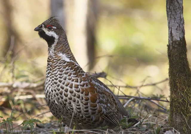 Какой дробью стрелять: зайца, утку, рябчика, дичь, осенью, зимой, весной, таблицы размеров в мм по номерам